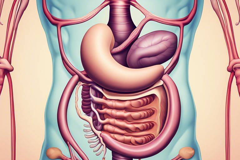 gut anatomy understanding your digestive system dqy