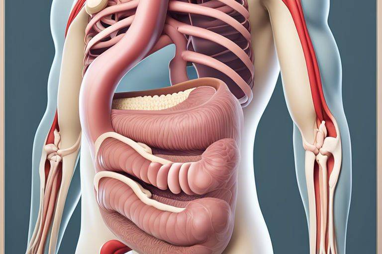 gut anatomy understanding your digestive system